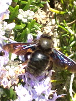 Xylocope violet - Xilocopa violacea (ph. Mrugala F., Ardeche, 02-2020)(1)